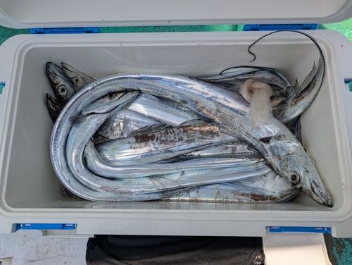 タチウオの釣果