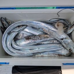 タチウオ