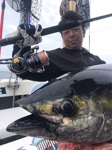 キハダマグロの釣果