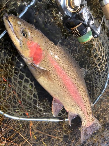 ニジマスの釣果