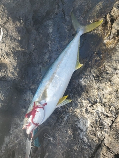 ヒラマサの釣果