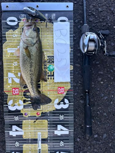 ブラックバスの釣果
