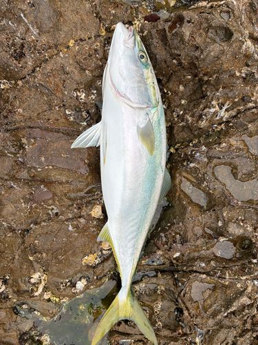 メジロの釣果