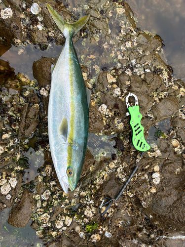 ハマチの釣果