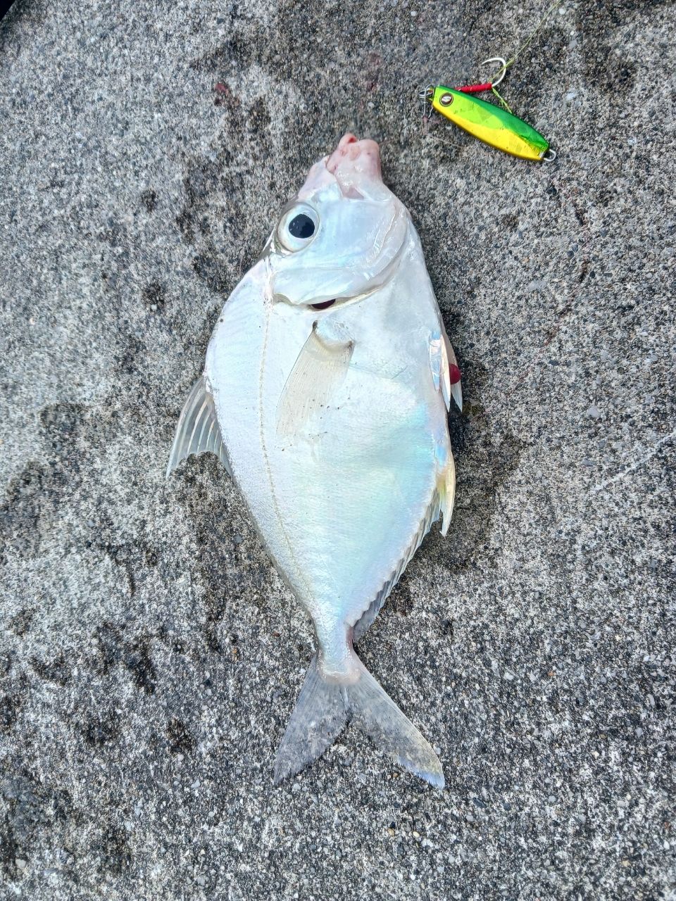 セイタカヒイラギ