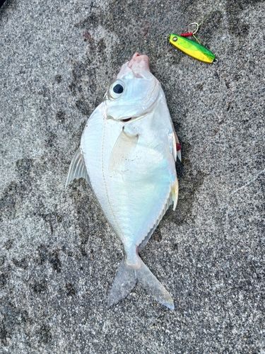 セイタカヒイラギの釣果