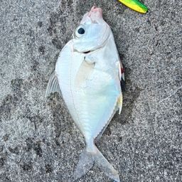 セイタカヒイラギ