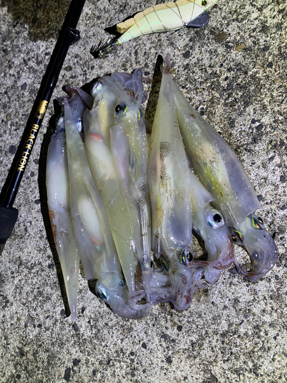 SHIMANO 22ステラ 2500Sの最安値・インプレ・釣果 | 本音の SHIMANO 22ステラ 2500Sの最安値・インプレ・釣果 | 本音の