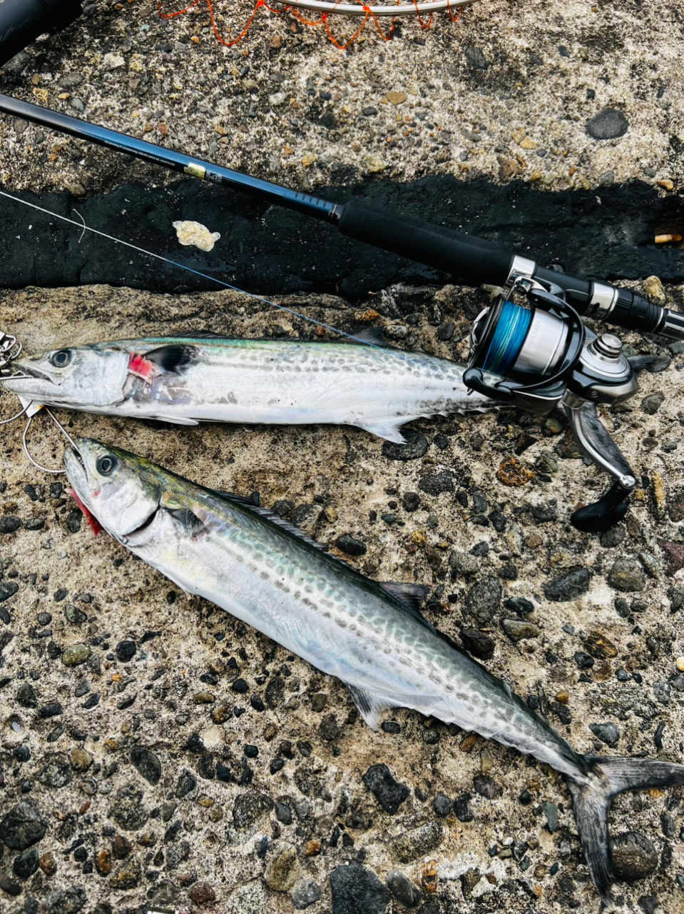 DAIWA 24セルテート LT4000-CXHの最安値・インプレ・釣果 | 本音