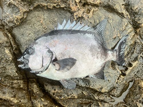 イシダイの釣果