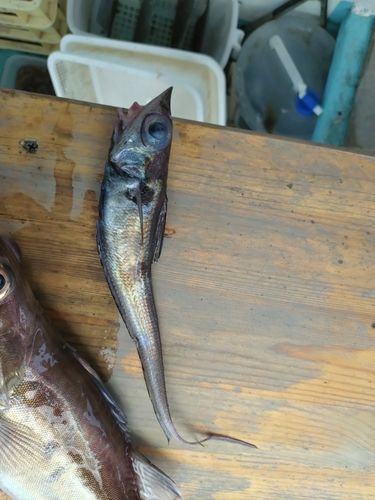 トウジンの釣果