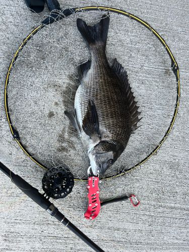 チヌの釣果