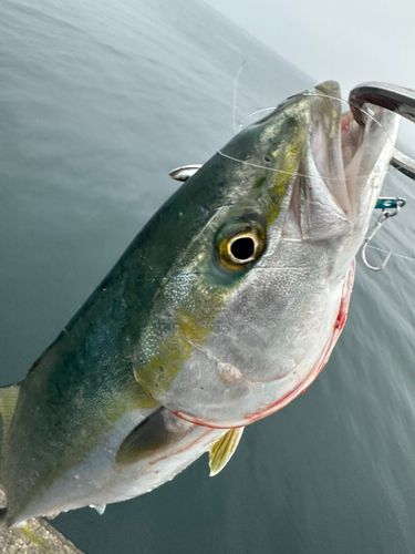 ハマチの釣果
