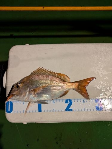 タイの釣果