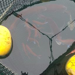 タイ