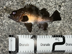 メバルの釣果
