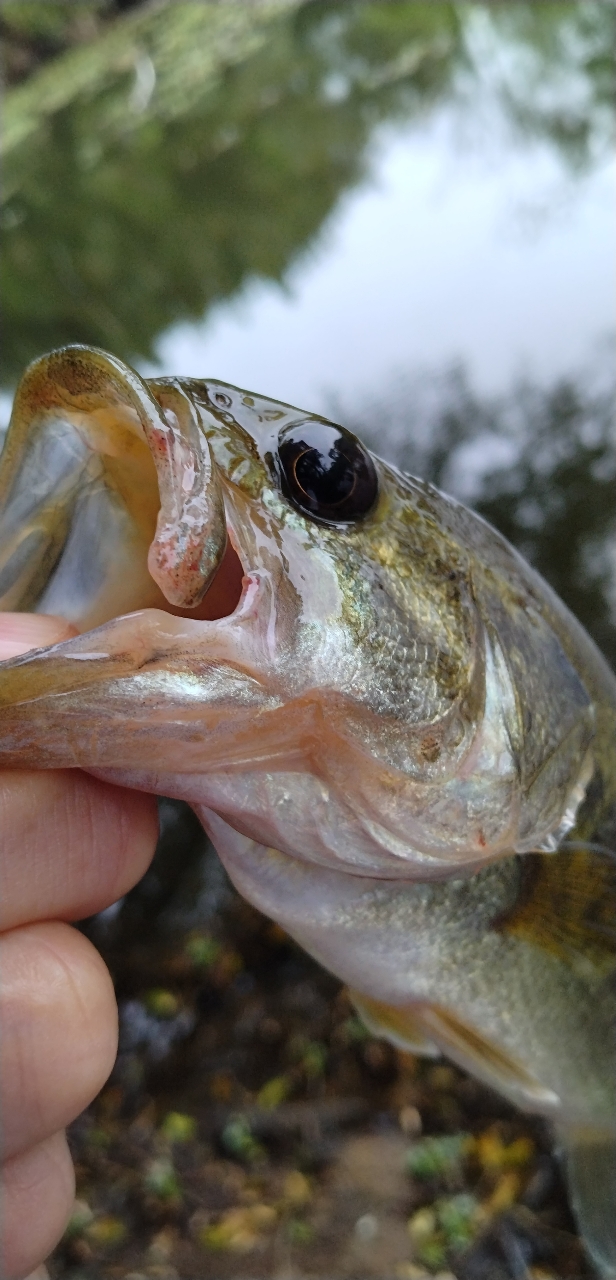 AbuGarcia クロスフィールド XRFC-654ML-BF-MBの最安値