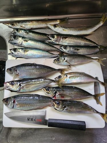 アジの釣果