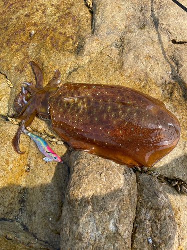 アオリイカの釣果