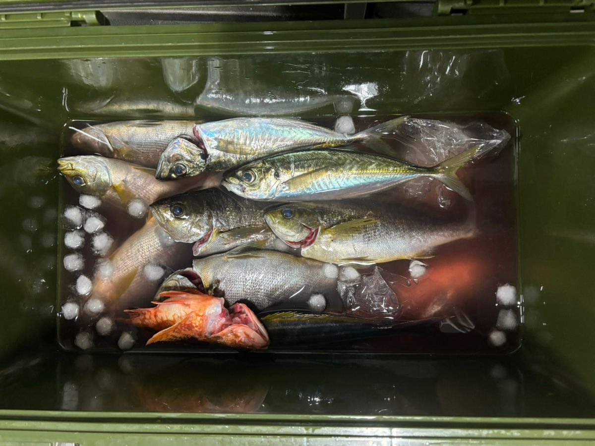 puuriさんの釣果 1枚目の画像