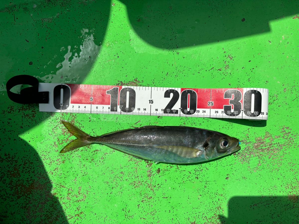 puuriさんの釣果 2枚目の画像