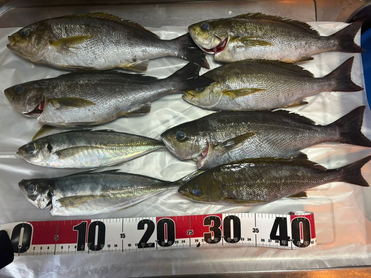 puuriさんの釣果 3枚目の画像