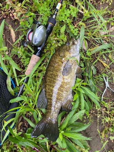 スモールマウスバスの釣果