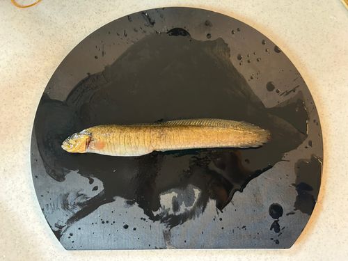 ギンポの釣果