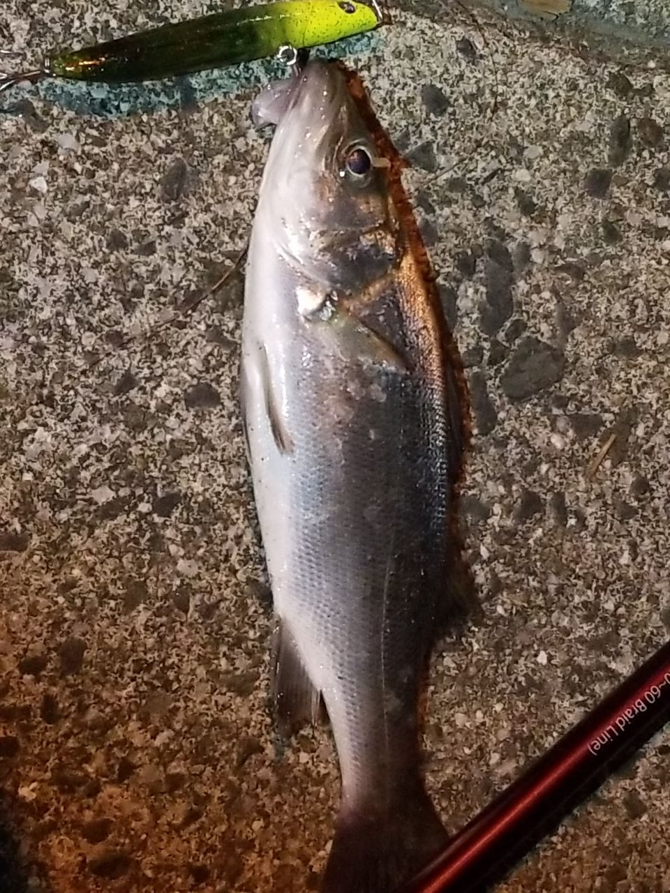 セイゴ（マルスズキ）