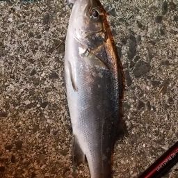 セイゴ（マルスズキ）