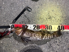 アイナメの釣果