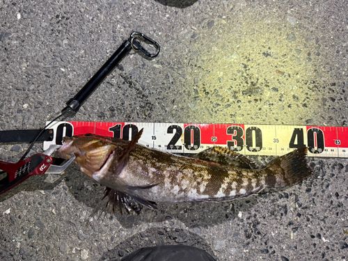 アイナメの釣果
