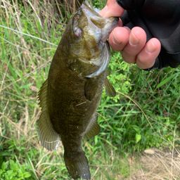 スモールマウスバス