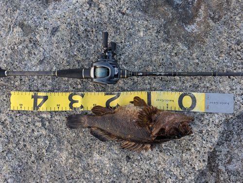 タケノコメバルの釣果