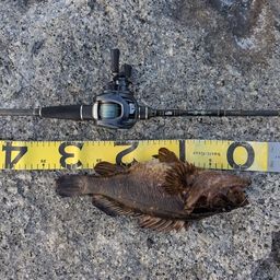 タケノコメバル