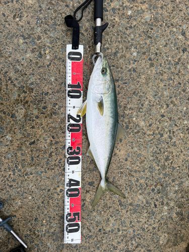 ハマチの釣果
