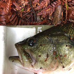 ブラックバス