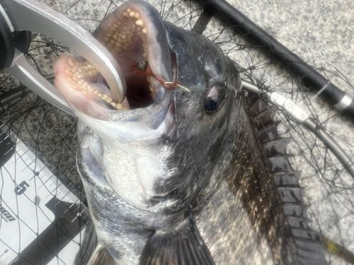 クロダイの釣果