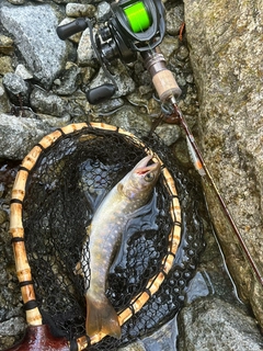 イワナの釣果