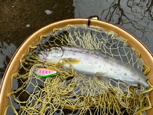 ヤマメの釣果
