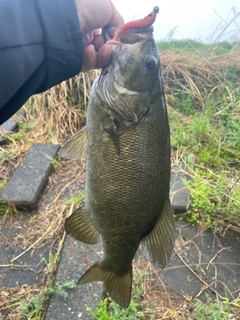 スモールマウスバスの釣果