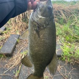 スモールマウスバス