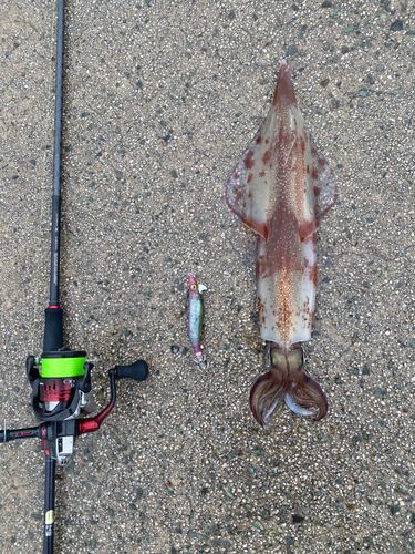 ヤリイカの釣果
