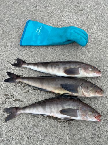 ホッケの釣果