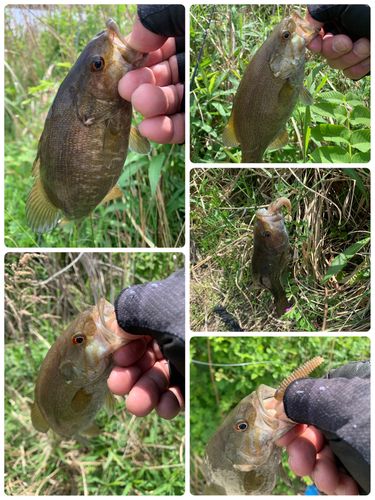 スモールマウスバスの釣果