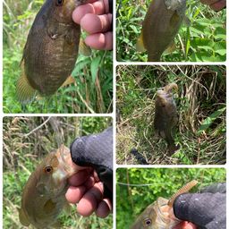 スモールマウスバス