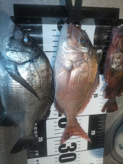 マダイの釣果