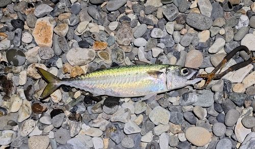 サバの釣果