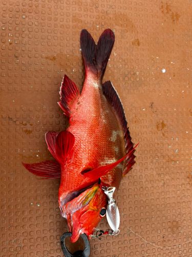 ヒメフエダイの釣果