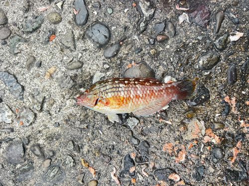 ベラの釣果